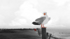 Image00006