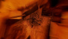 Image00005