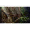 image 00010