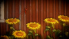 Image00006